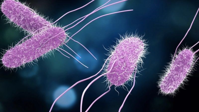 Ăn trứng gà sống tăng nguy cơ nhiễm khuẩn Salmonella