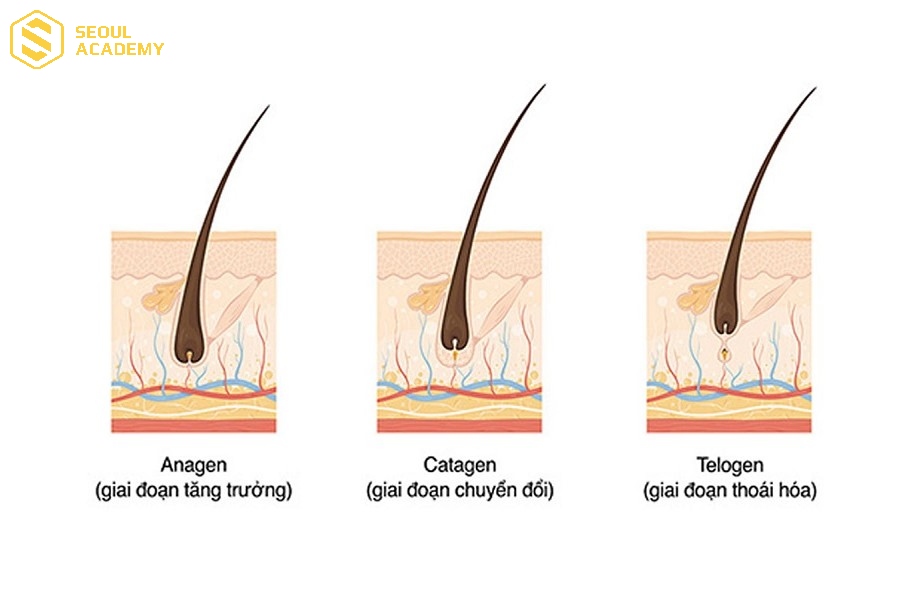 Bổ sung dinh dưỡng để giúp tóc chắc khỏe từ sâu bên trong