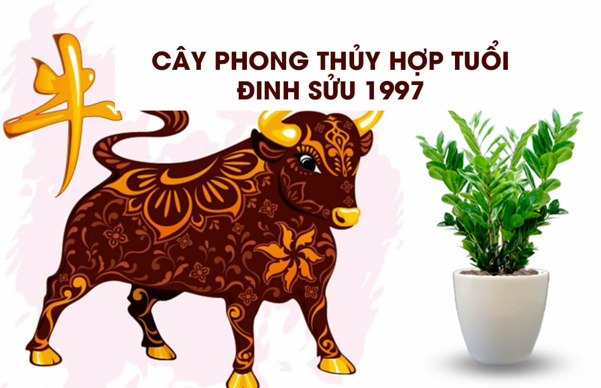 1997 có hợp với 2003 không-1