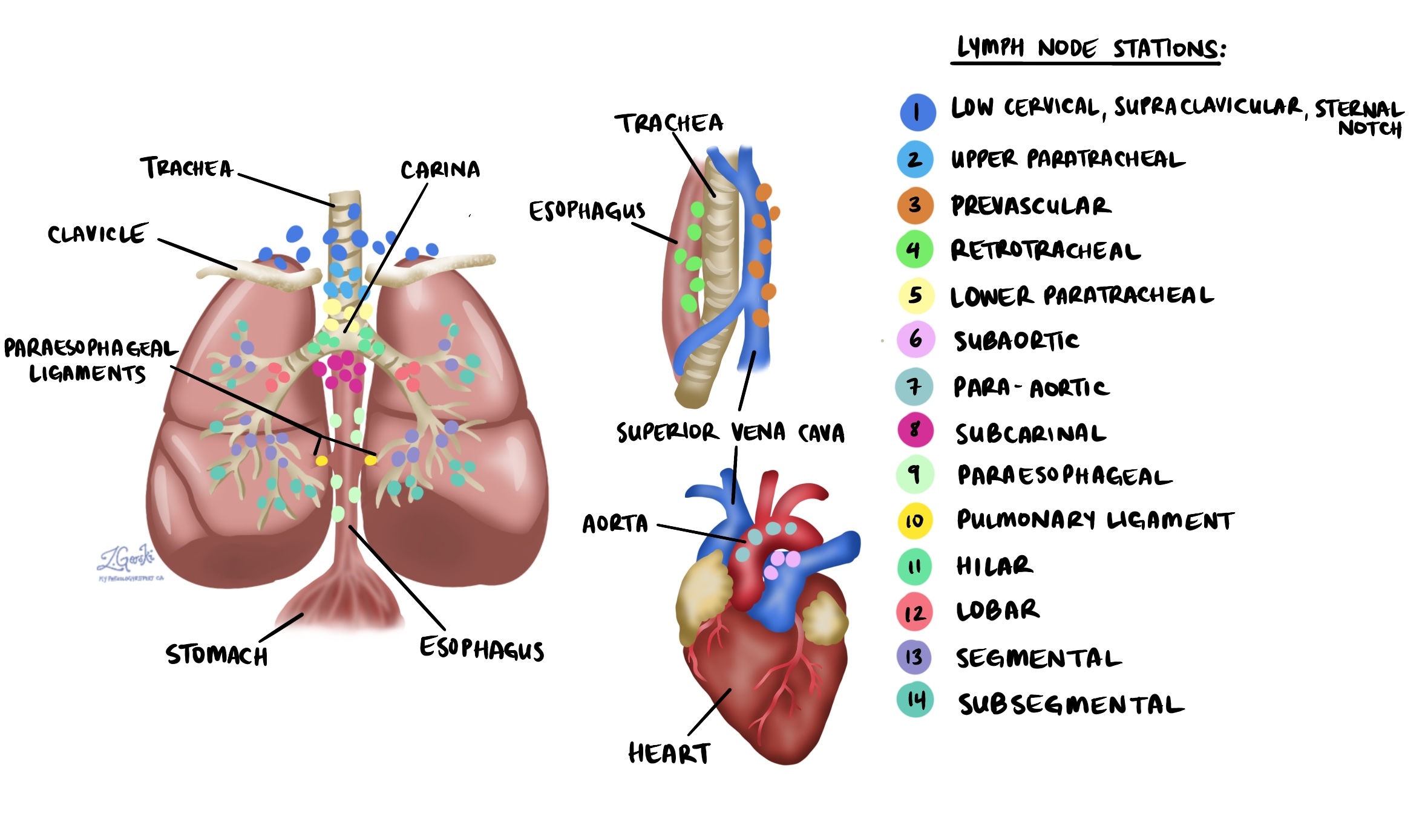 trạm hạch phổi