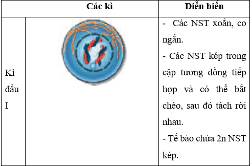 Lý thuyết Sinh học 9 Bài 10: giảm phân (ảnh 1)