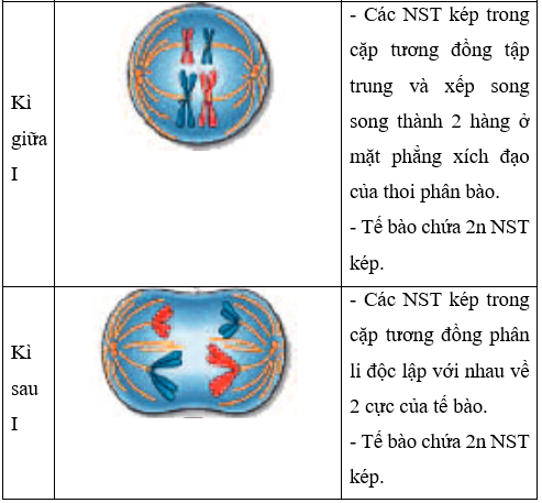 Lý thuyết Sinh học 9 Bài 10: giảm phân (ảnh 1)