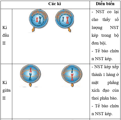 Lý thuyết Sinh học 9 Bài 10: giảm phân (ảnh 1)