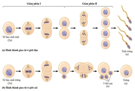 Lý thuyết Sinh học 9 Bài 10: giảm phân (ảnh 1)