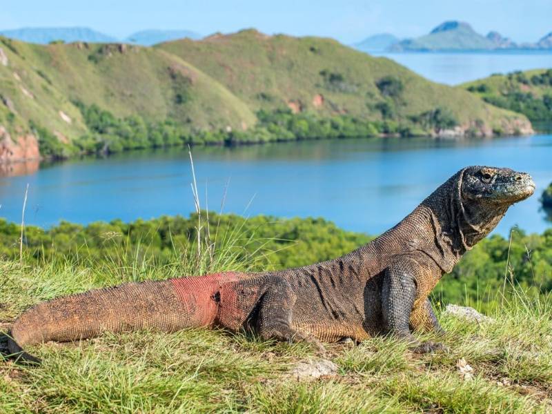 Rồng Komodo là linh vật quan trọng của Indonesia