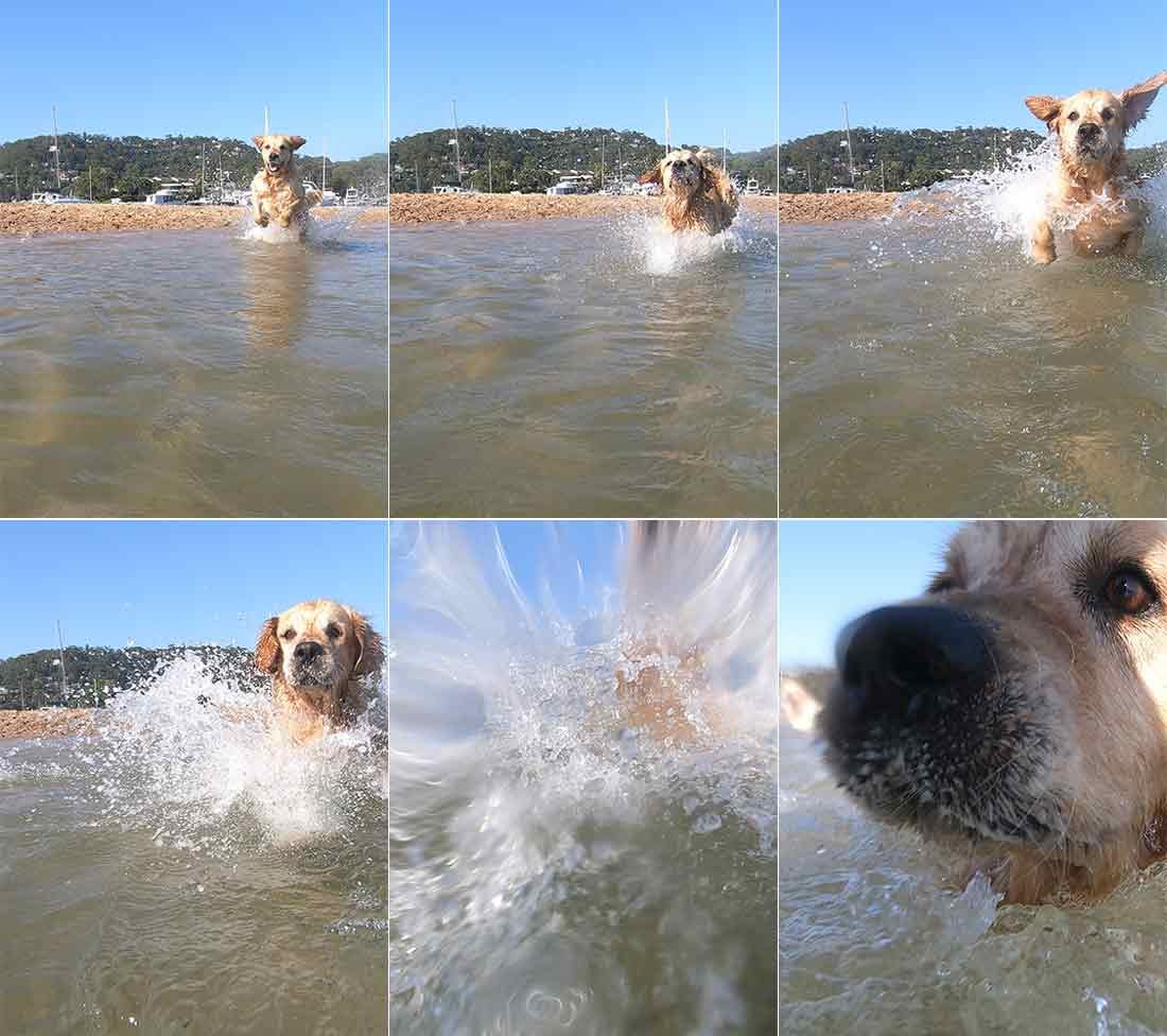 Dozer the golden retriever Bayview 20 Jan 2019 GoPro