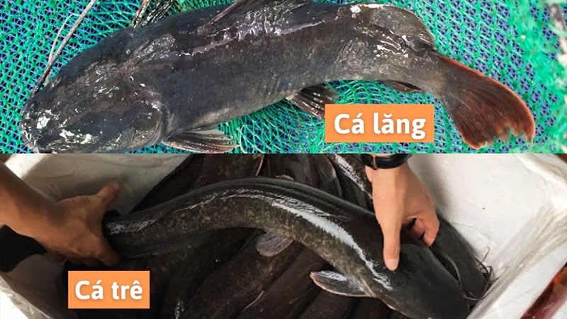 Cá lăng là cá gì? Cá lăng bao nhiêu 1kg, cách phân biệt cá lăng và cá trê