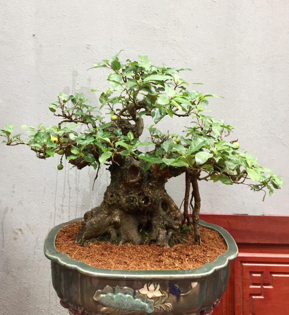 tổng quan về cây sung bonsai