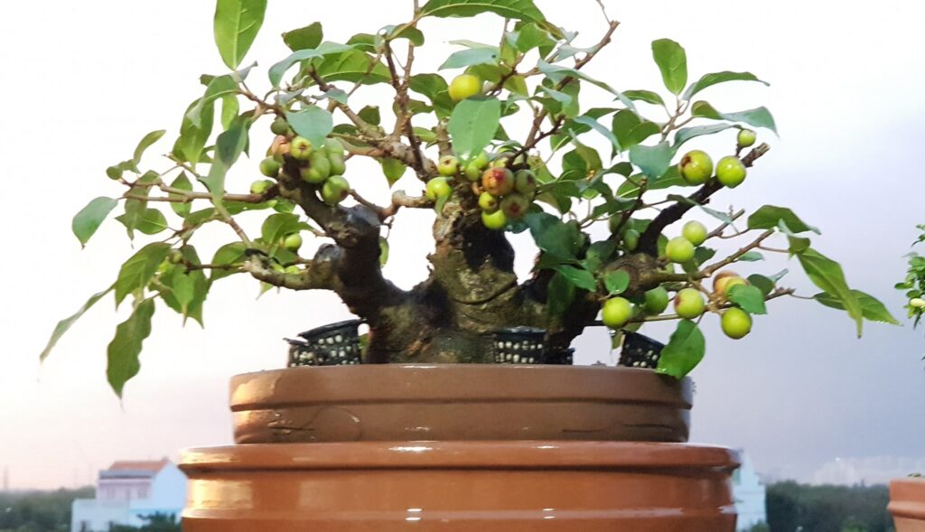 sung bonsai mini để bàn mẫu 9