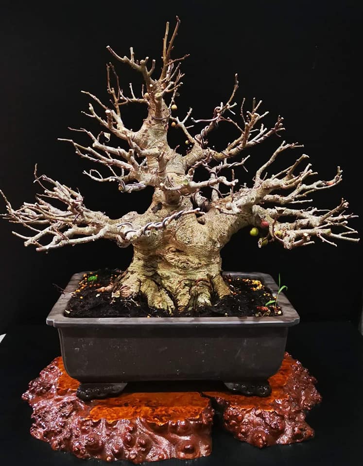 cây sung bonsai được cắt tỉa