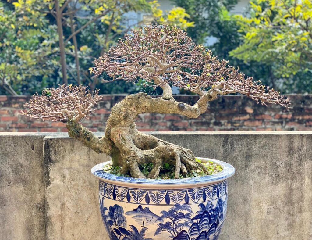 chúng tôi là địa chỉ bán cây sung bonsai uy tín