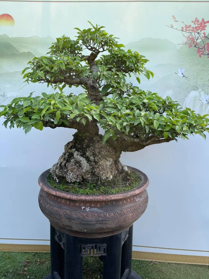 bonsai cây sung mẫu 2