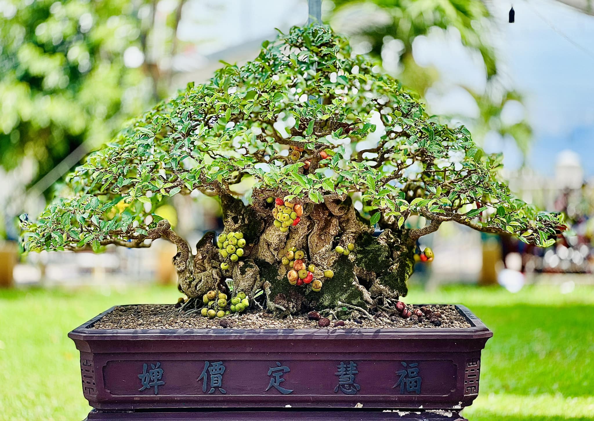 bonsai sung mẫu 4