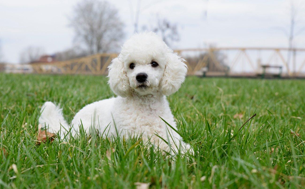 Chó thông minh nhất thế giới - Poodle