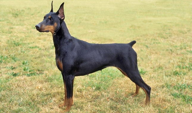 Chó khôn nhất thế giới - Doberman