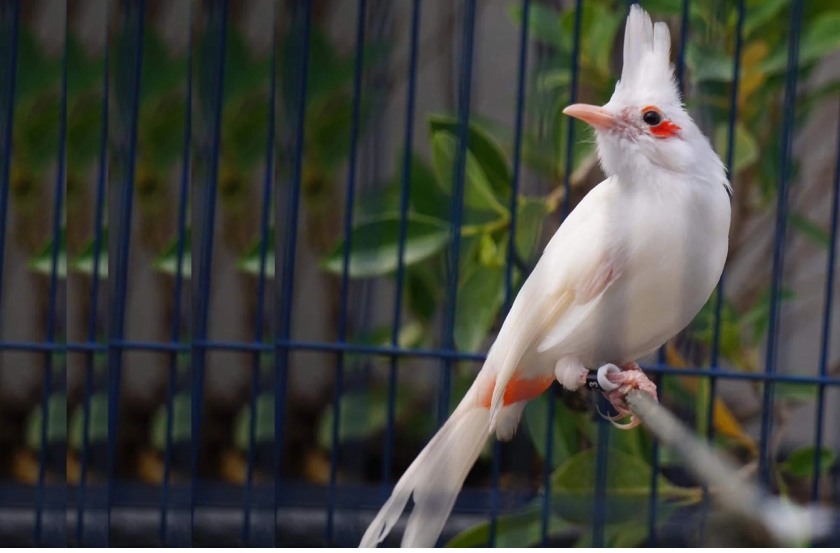 Chào mào bạch tạng khoác lên mình bộ lông trắng muốt