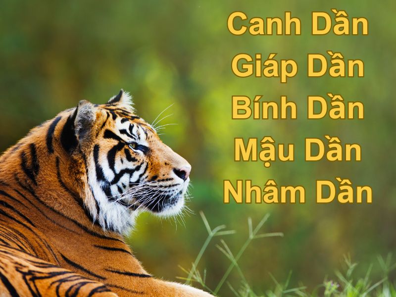 Các năm sinh của tuổi Dần