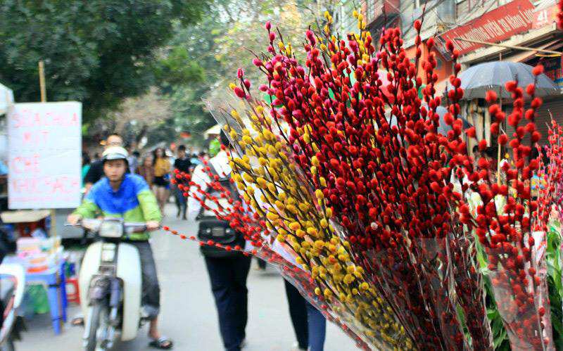 hoa nụ tầm xuân ngày tết