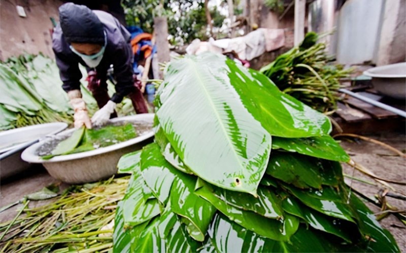 Chần lá gói bánh qua nước sôi