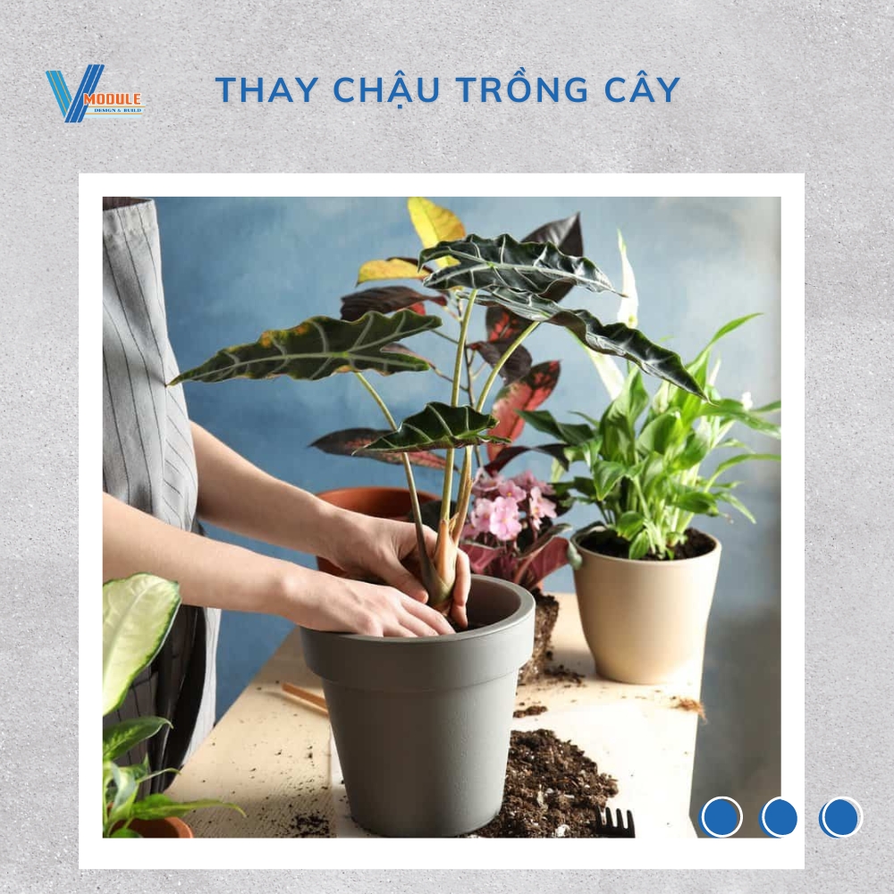 5 cách làm cây bị héo tươi trở lại nhanh chóng