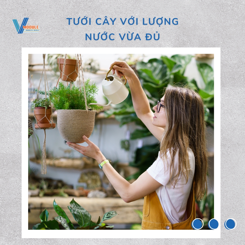 5 cách làm cây bị héo tươi trở lại nhanh chóng