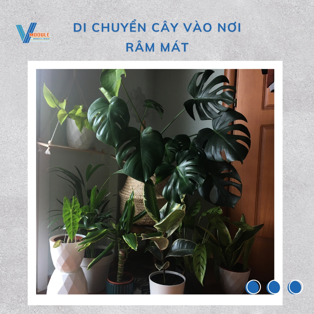 5 cách làm cây bị héo tươi trở lại nhanh chóng