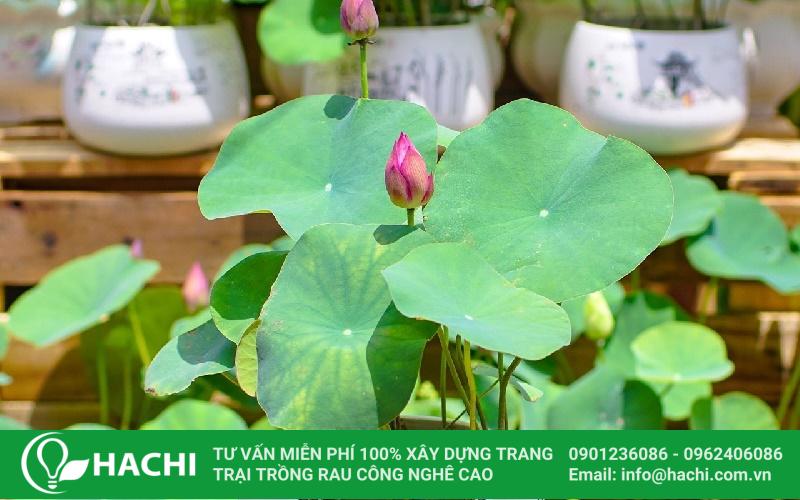 Cách trồng sen Nhật thủy canh