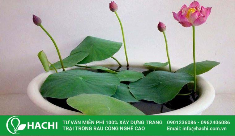 Cách trồng sen nhật nhanh ra hoa