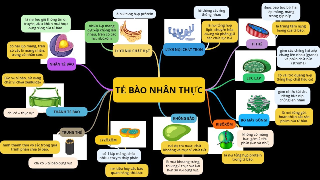 trong tế bào nhân thực adn không tìm thấy trong - tế bào nhân thực