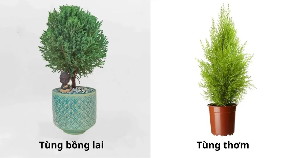 Phân biệt cây tùng thơm và cây tùng bồng lai