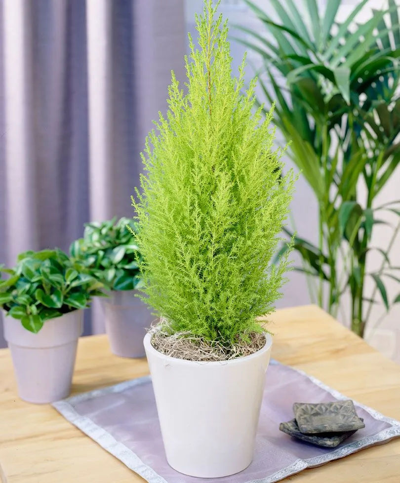 Cây tùng thơm là một nhóm cây thân gỗ thuộc họ Cupressaceae, bao gồm nhiều loài cây có mùi thơm và lá mềm. 