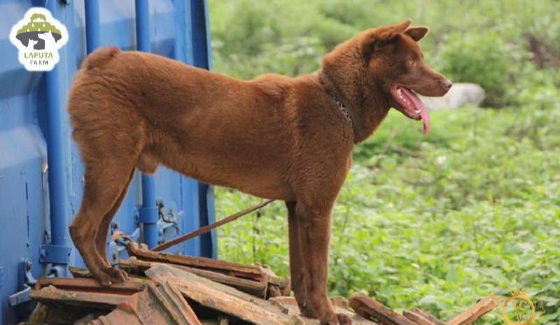 nguồn gốc chó Chó H