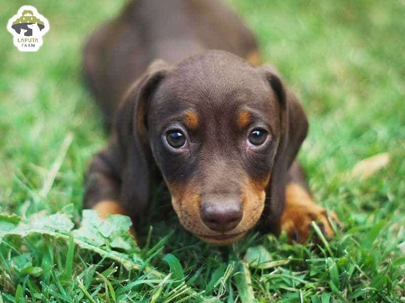 Các bệnh thường gặp ở chó Dachshund