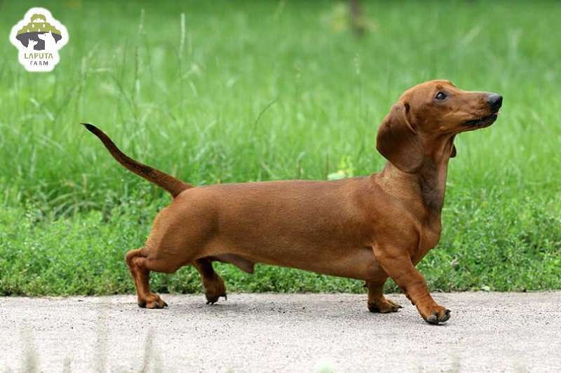 Môi trường sống của chó Dachshund