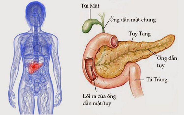 Vị trí tuyến tụy