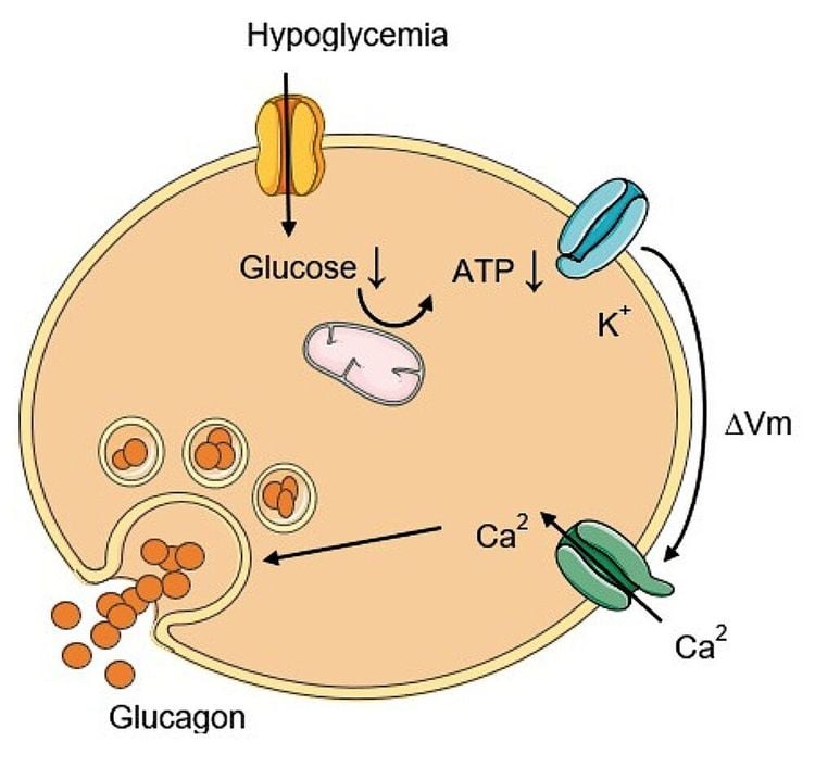 Glucagon phối hợp với insulin