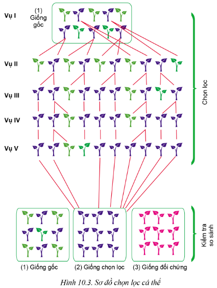 Lý thuyết phương pháp chọn, tạo giống cây trồng - Công nghệ 10</>