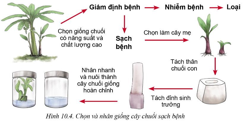 Lý thuyết phương pháp chọn, tạo giống cây trồng - Công nghệ 10</>