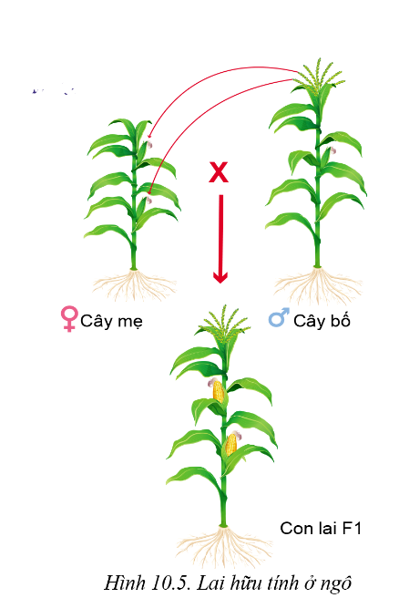 Lý thuyết phương pháp chọn, tạo giống cây trồng - Công nghệ 10</>