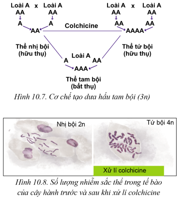 Lý thuyết phương pháp chọn, tạo giống cây trồng - Công nghệ 10</>