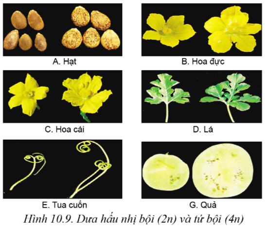 Lý thuyết phương pháp chọn, tạo giống cây trồng - Công nghệ 10</>