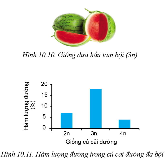 Lý thuyết phương pháp chọn, tạo giống cây trồng - Công nghệ 10</>