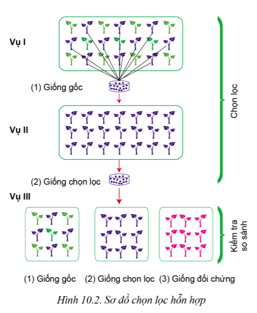 Lý thuyết phương pháp chọn, tạo giống cây trồng - Công nghệ 10</>