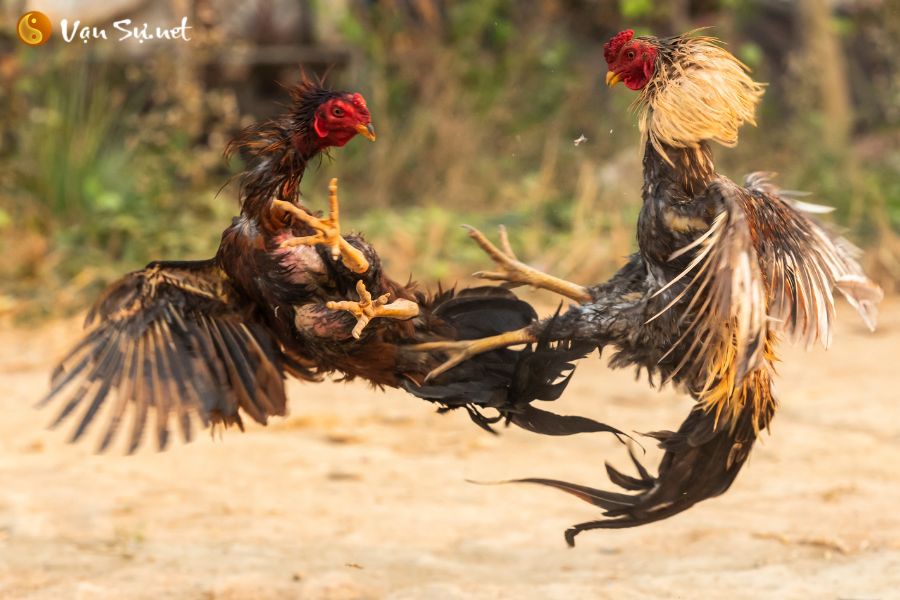 Tuổi Dậu sinh năm bao nhiêu, mệnh gì