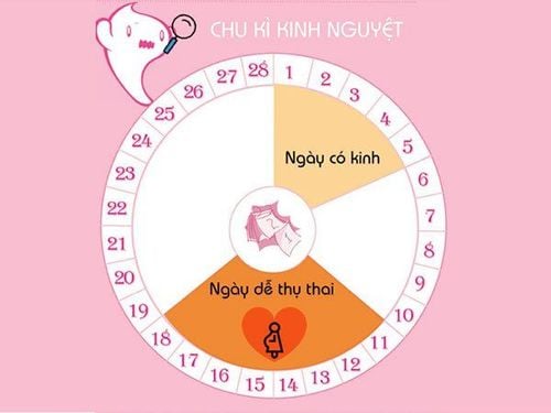 Hiện tượng rụng trứng thường xảy ra trong khoảng từ ngày 11 đến ngày 21 của chu kỳ kinh nguyệt