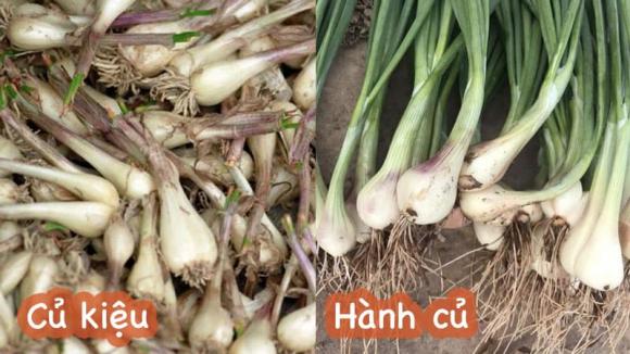 củ hành, củ kiệu, tác dụng của củ kiệu