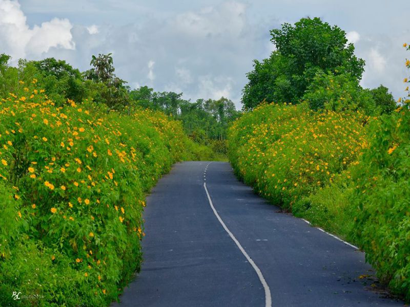 Những cung đường săn hoa Dà Quỳ đẹp ở Đà Lạt tháng 10