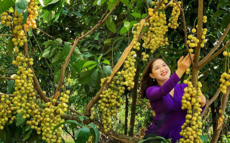 vuon dau cai tau ut thang khamphadisan