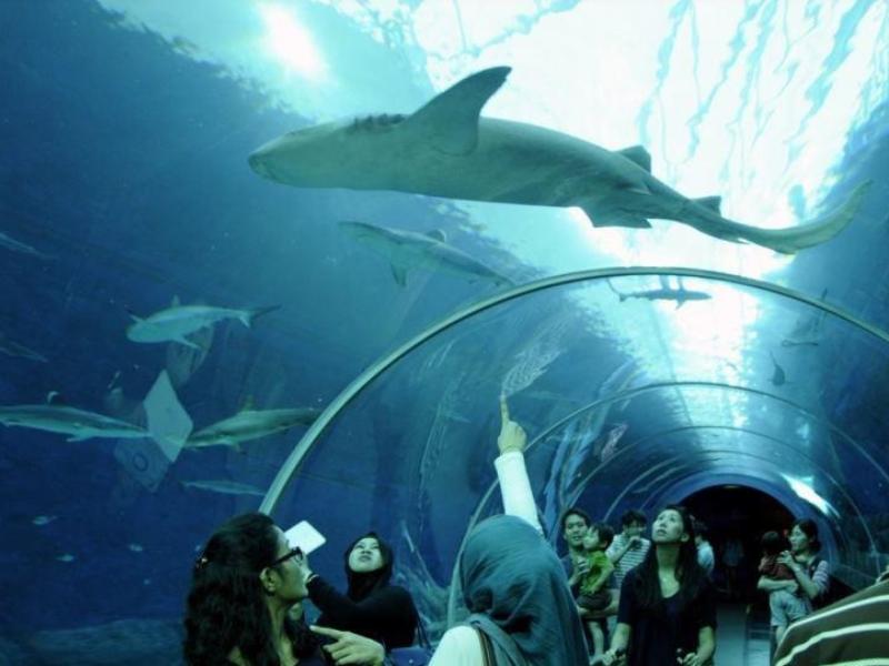 Thủy cung S.E.A Aquarium- các địa điểm du lịch ở Singapore