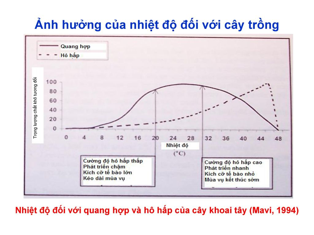 Quan hệ giữa nhiệt độ và cường độ quang hợp- ảnh hưởng của các nhân tố ngoại cảnh đến quang hợp